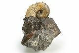 Iridescent Ammonite (Hoploscaphities) Fossil - South Dakota #318820-1